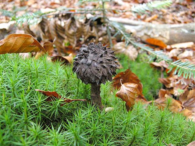 La grande siccita''....ma qui i funghi spuntano lo stesso !